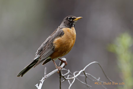 American Robin