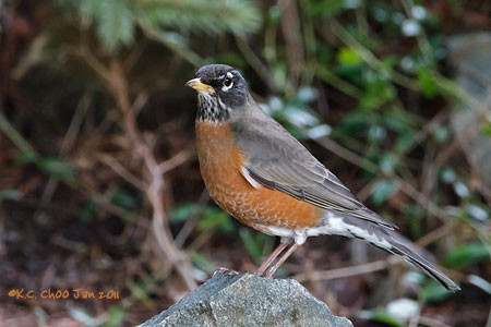 American Robin