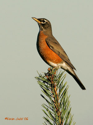 American Robin