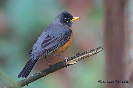 American Robin