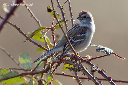 American Tree Sparrow
