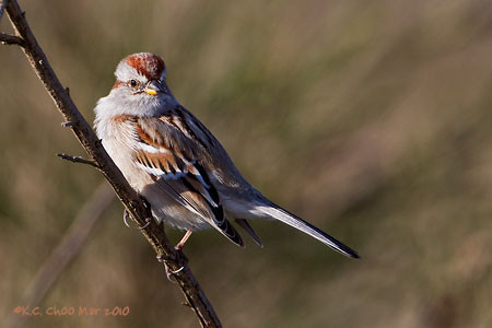 American Tree Sparrow
