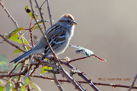 American Tree Sparrow
