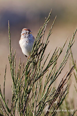 American Tree Sparrow