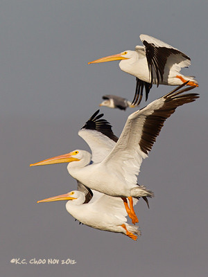 American White Pelican