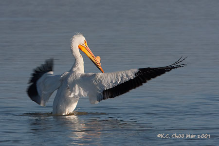 American White Pelican
