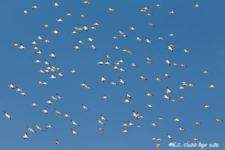American White Pelican
