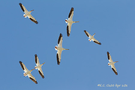 American White Pelican