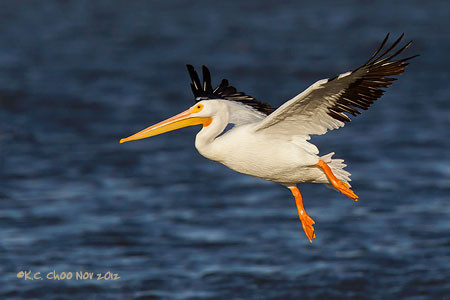 American White Pelican