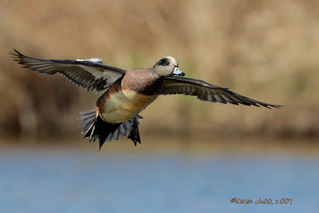 American Wigeon