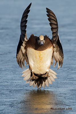 American Wigeon