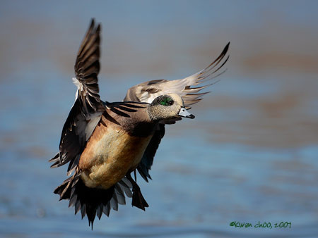 American Wigeon