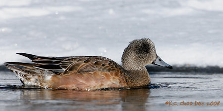 American Wigeon