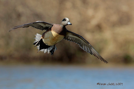 American Wigeon