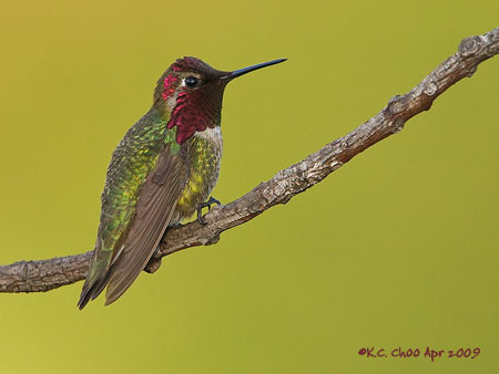 Anna's Hummingbird
