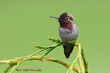 Anna's Hummingbird