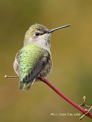 Anna's Hummingbird
