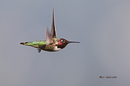 Anna's Hummingbird