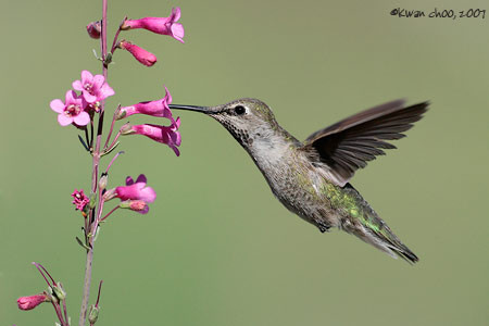 Anna's Hummingbird