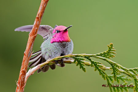 Anna's Hummingbird