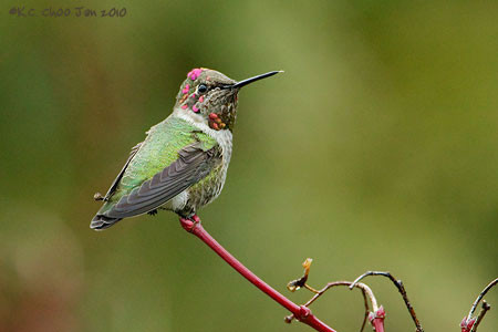 Anna's Hummingbird