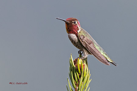 Anna's Hummingbird