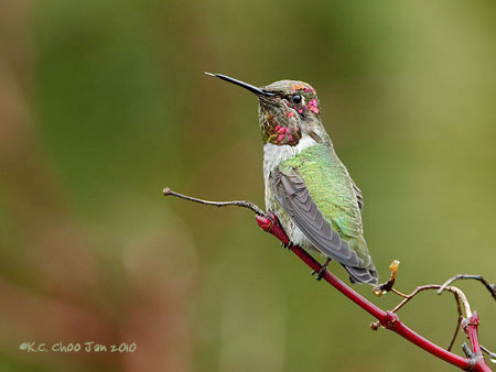 Anna's Hummingbird