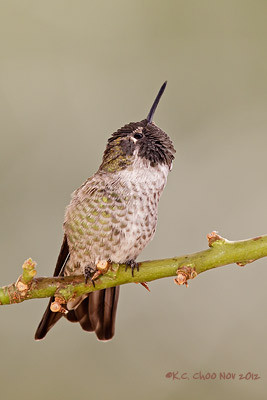 Anna's Hummingbird