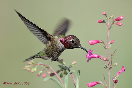 Anna's Hummingbird
