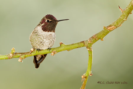 Anna's Hummingbird