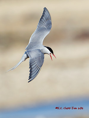 Arctic Tern