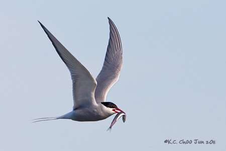 Arctic Tern