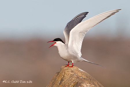 Arctic Tern