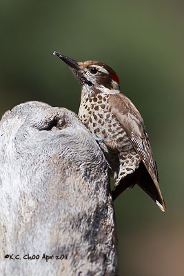 Arizona Woodpecker