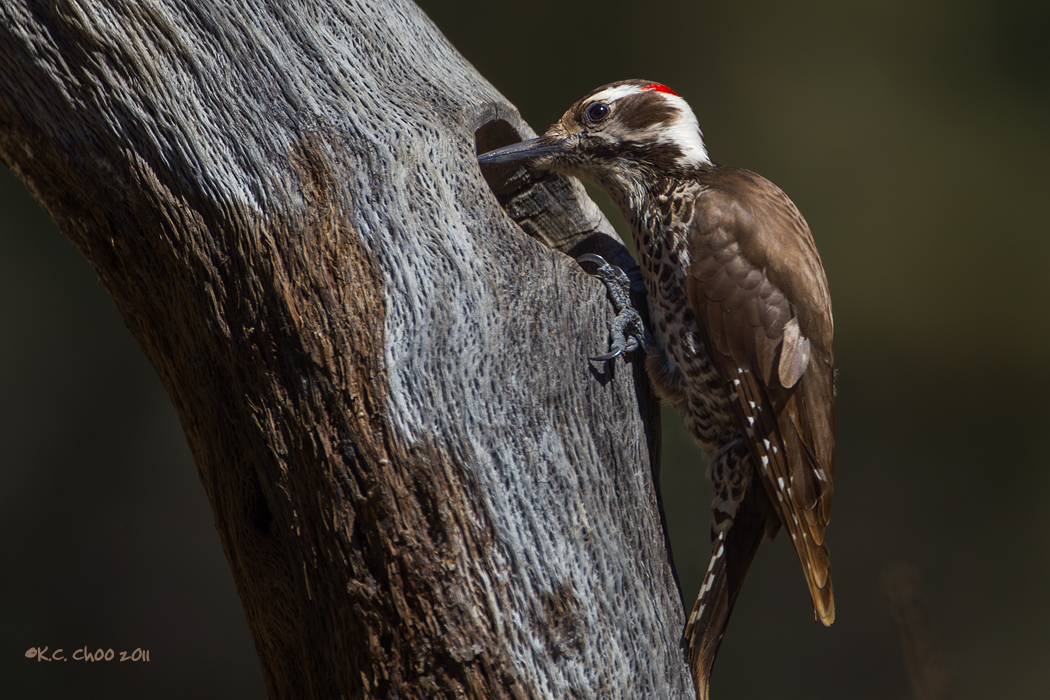 Arizona Woodpecker