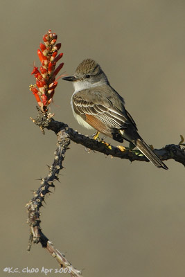 Ash-throated Flycatcher