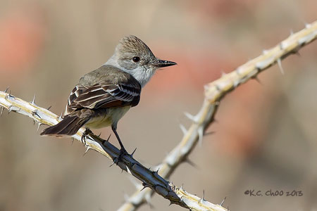 Ash-throated Flycatcher