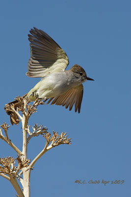 Ash-throated Flycatcher