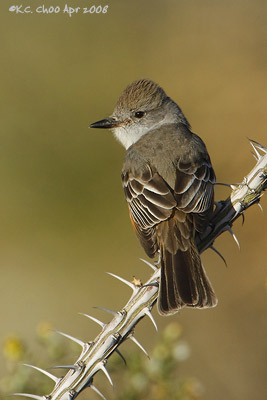 Ash-throated Flycatcher