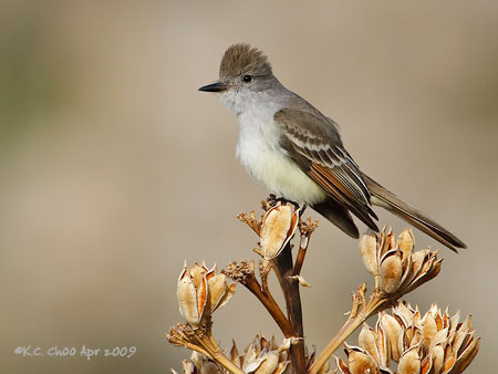 Ash-throated Flycatcher