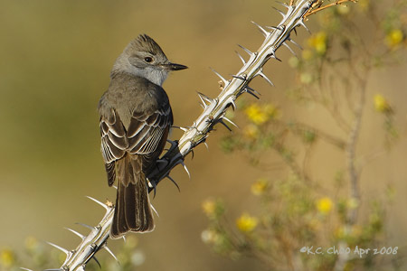 Ash-throated Flycatcher