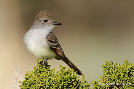 Ash-throated Flycatcher