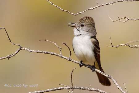 Ash-throated Flycatcher