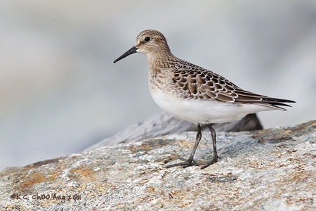 Baird's Sandpiper
