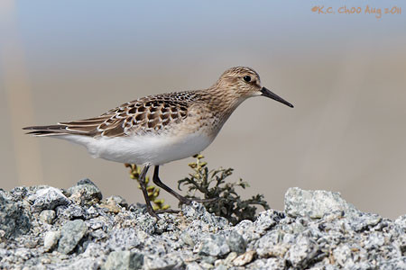 Baird's Sandpiper