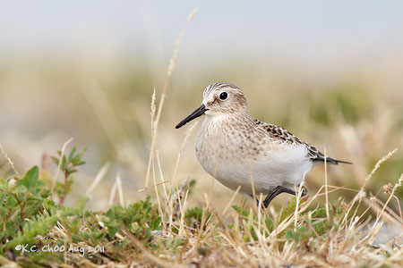 Baird's Sandpiper