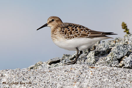 Baird's Sandpiper