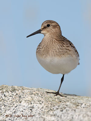 Baird's Sandpiper