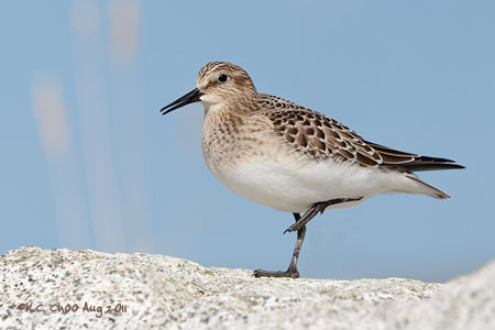 Baird's Sandpiper