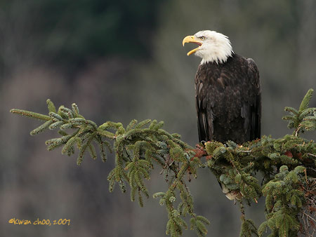 Bald Eagle